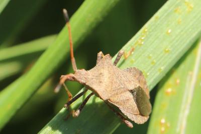 <i>Coreus marginatus</i>