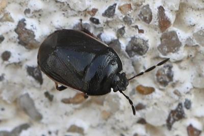 <i>Adomerus maculipes</i>