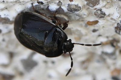 <i>Adomerus maculipes</i>