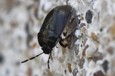 <i>Adomerus maculipes</i>