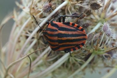 <i>Graphosoma italicum</i>