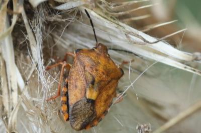 <i>Carpocoris purpureipennis</i>