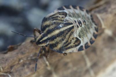 <i>Graphosoma italicum</i>