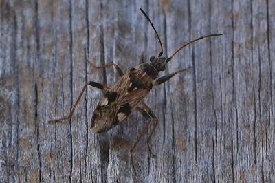 <i>Beosus maritimus</i>