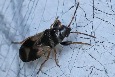 <i>Megalonotus praetextatus</i>