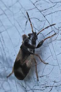 <i>Megalonotus praetextatus</i>