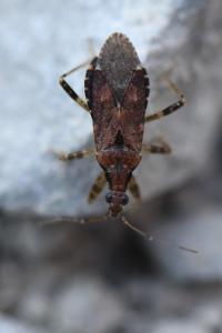 <i>Himacerus mirmicoides</i>