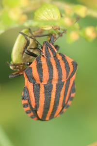 <i>Graphosoma italicum</i>