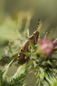 <i>Dolycoris baccarum</i>