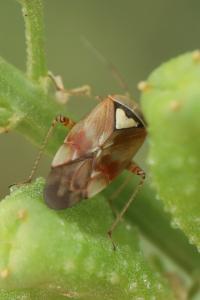 <i>Lygus pratensis</i>