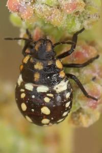 <i>Nezara viridula</i>