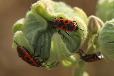 <i>Pyrrhocoris apterus</i>