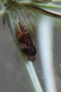 <i>Philaenus spumarius</i>
