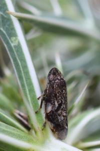 <i>Philaenus spumarius</i>