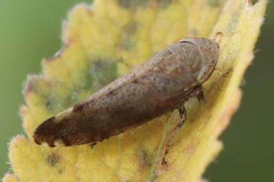 <i>Fieberiella florii</i>