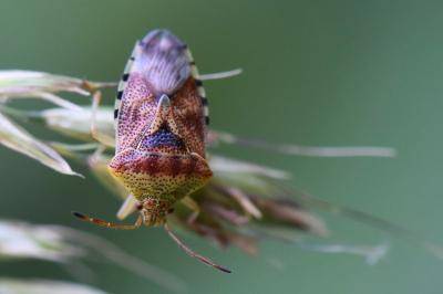 <i>Elasmucha grisea</i>