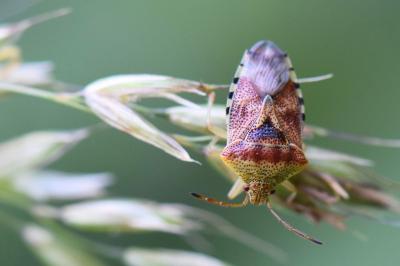 <i>Elasmucha grisea</i>
