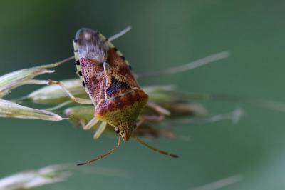 <i>Elasmucha grisea</i>