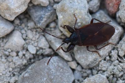<i>Gastrodes grossipes</i>