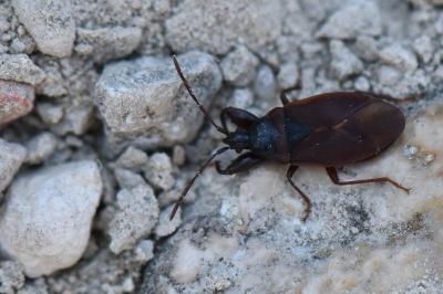 <i>Gastrodes grossipes</i>