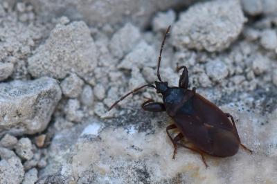 Gastrodes grossipes