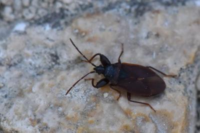 <i>Gastrodes grossipes</i>
