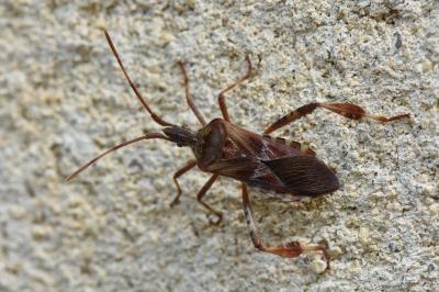 <i>Leptoglossus occidentalis</i>