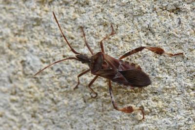 <i>Leptoglossus occidentalis</i>