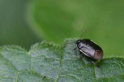 Adomerus maculipes