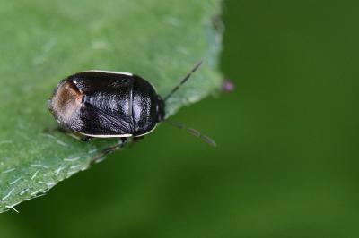 <i>Adomerus maculipes</i>