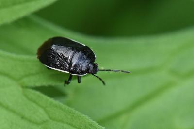 <i>Adomerus maculipes</i>