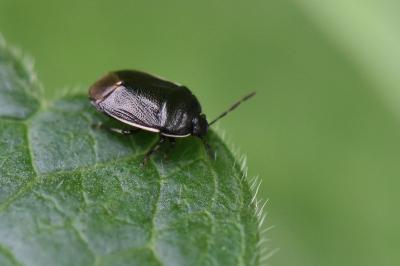 <i>Adomerus maculipes</i>