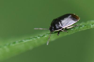 <i>Adomerus maculipes</i>