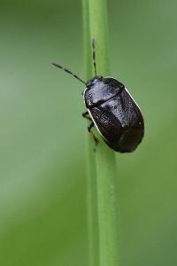 <i>Adomerus maculipes</i>