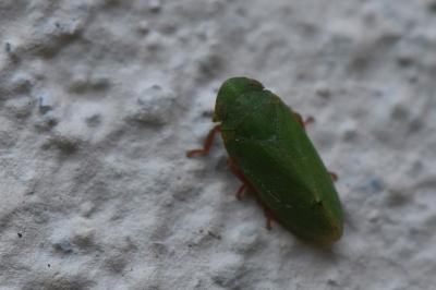 <i>Tettigometra virescens</i>
