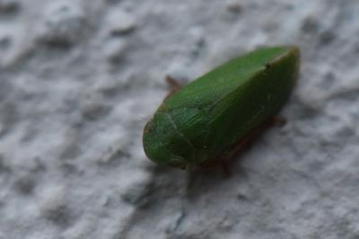 <i>Tettigometra virescens</i>
