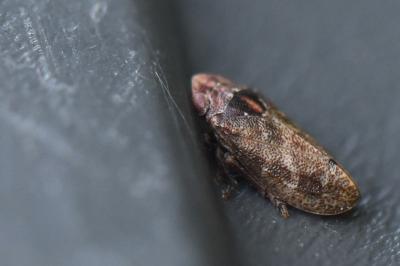 <i>Tettigometra impressopunctata</i>