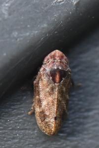 <i>Tettigometra impressopunctata</i>