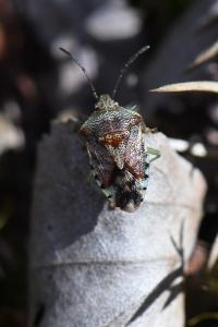<i>Elasmucha grisea</i>