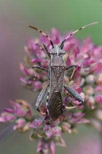 <i>Camptopus lateralis</i>