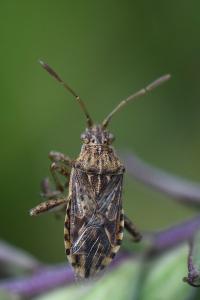 <i>Stictopleurus</i>