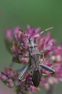 <i>Camptopus lateralis</i>