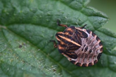 <i>Graphosoma italicum</i>