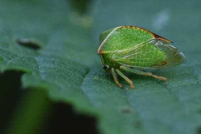 Stictocephala alta