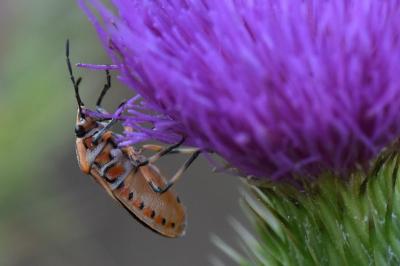 <i>Eurydema ornata</i>