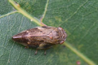<i>Aphrophora alni</i>