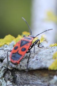 <i>Pyrrhocoris apterus</i>