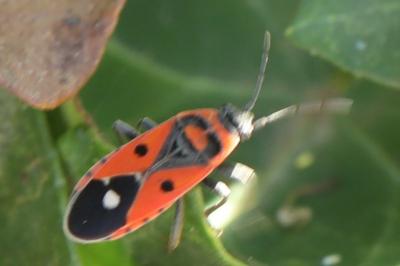 <i>Melanocoryphus albomaculatus</i>