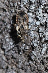 <i>Aradus depressus</i>