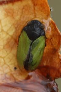 <i>Tettigometra laeta</i>